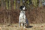 SETTER ANGLAIS 084